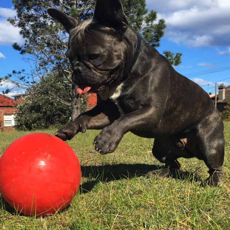 Aussie Dog - Enduro Ball